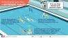 Apprendre-a-nager-infographie
