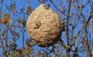 frelon-nid-web
