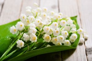 Muguet