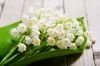 Muguet