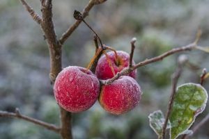 Pomme