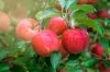 pommes