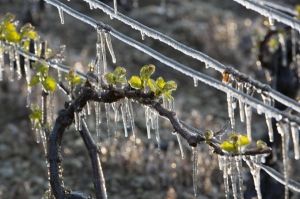 Procédure de calamité agricole suite au gel du 4 au 8 avril 2021