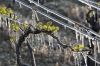 Procédure de calamité agricole suite au gel du 4 au 8 avril 2021